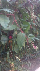 Phytolacca americana
