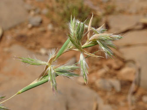 Cymbopogon schoenanthus, photograph 4