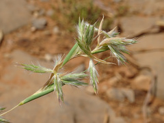 (c) Joey Bom, some rights reserved (CC BY) Cymbopogon schoenanthus, photograph (c) Joey Bom, some rights reserved (CC BY)
