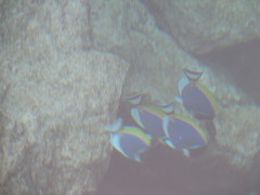Acanthurus leucosternon