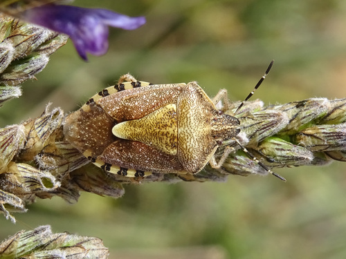 Dolycoris numidicus