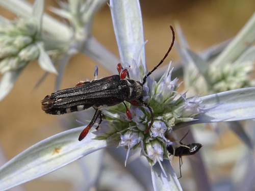 Stenopterus ater