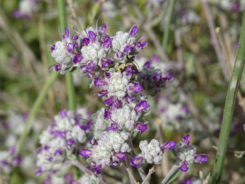 Felty Germander