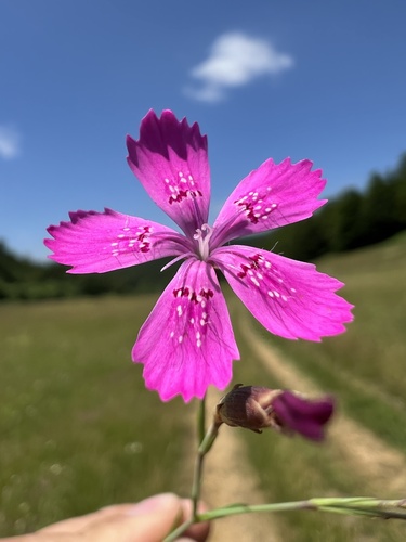 Dianthus deltoides iNat (3)