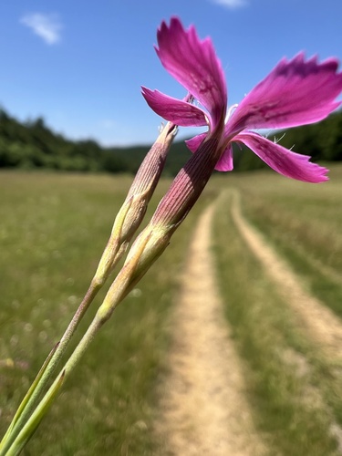 Dianthus deltoides