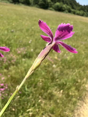 Dianthus deltoides