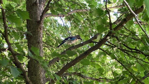 Eurasian Jay