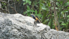 Sceloporus ornatus
