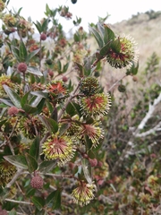 Cephalanthus natalensis