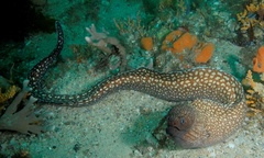 Gymnothorax prionodon