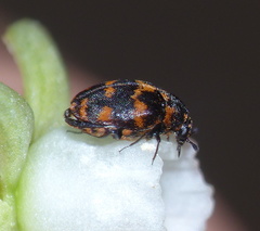 Anthrenus margarethae