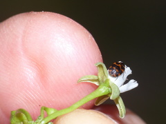 Anthrenus margarethae