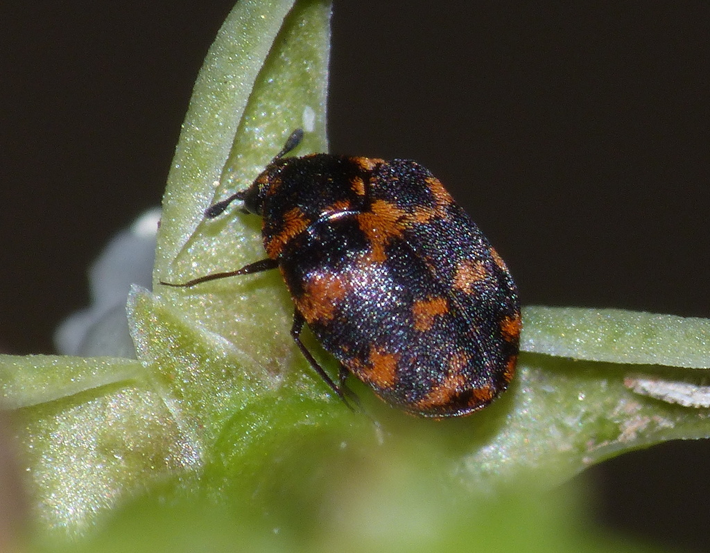 Anthrenus margarethae