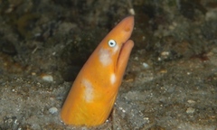 Apterichtus australis