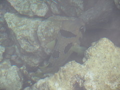 Diodon liturosus