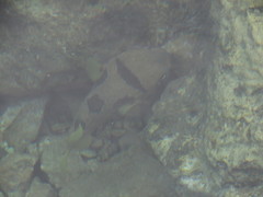 Diodon liturosus