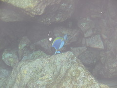 Acanthurus leucosternon