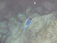 Acanthurus leucosternon