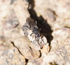 Bonjeania