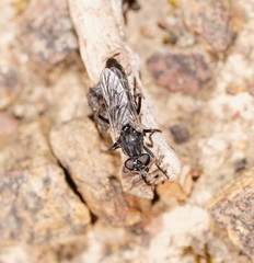 Bonjeania