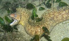 Gymnothorax cribroris