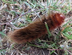 Phyllalia