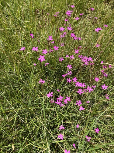 Dianthus deltoides