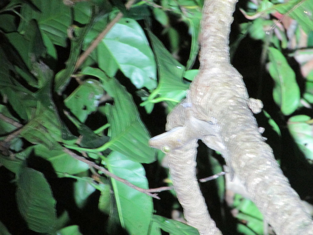 Andaman Giant Gecko