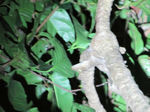 Andaman Giant Gecko