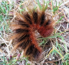 Phyllalia