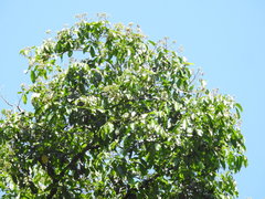 Albizia lucidior