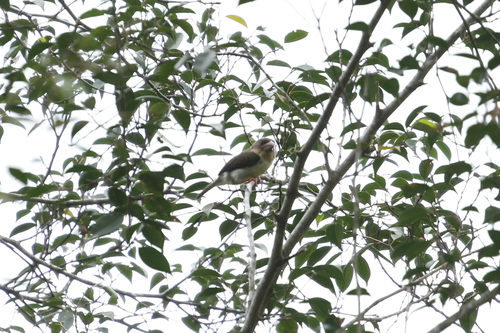 Sooty Barbet (Caloramphus hayii), photo 5