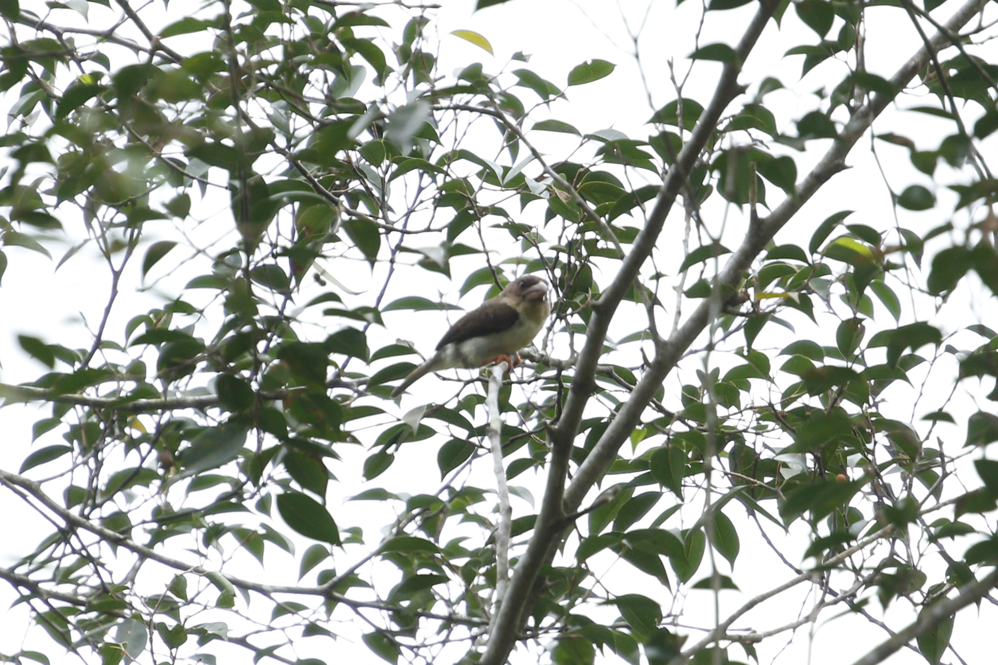 Sooty Barbet (Caloramphus hayii), photo 7