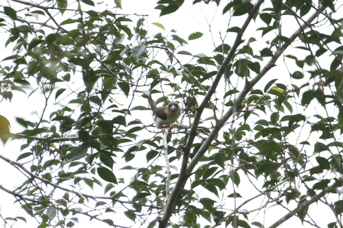 Sooty Barbet (Caloramphus hayii), photo 6