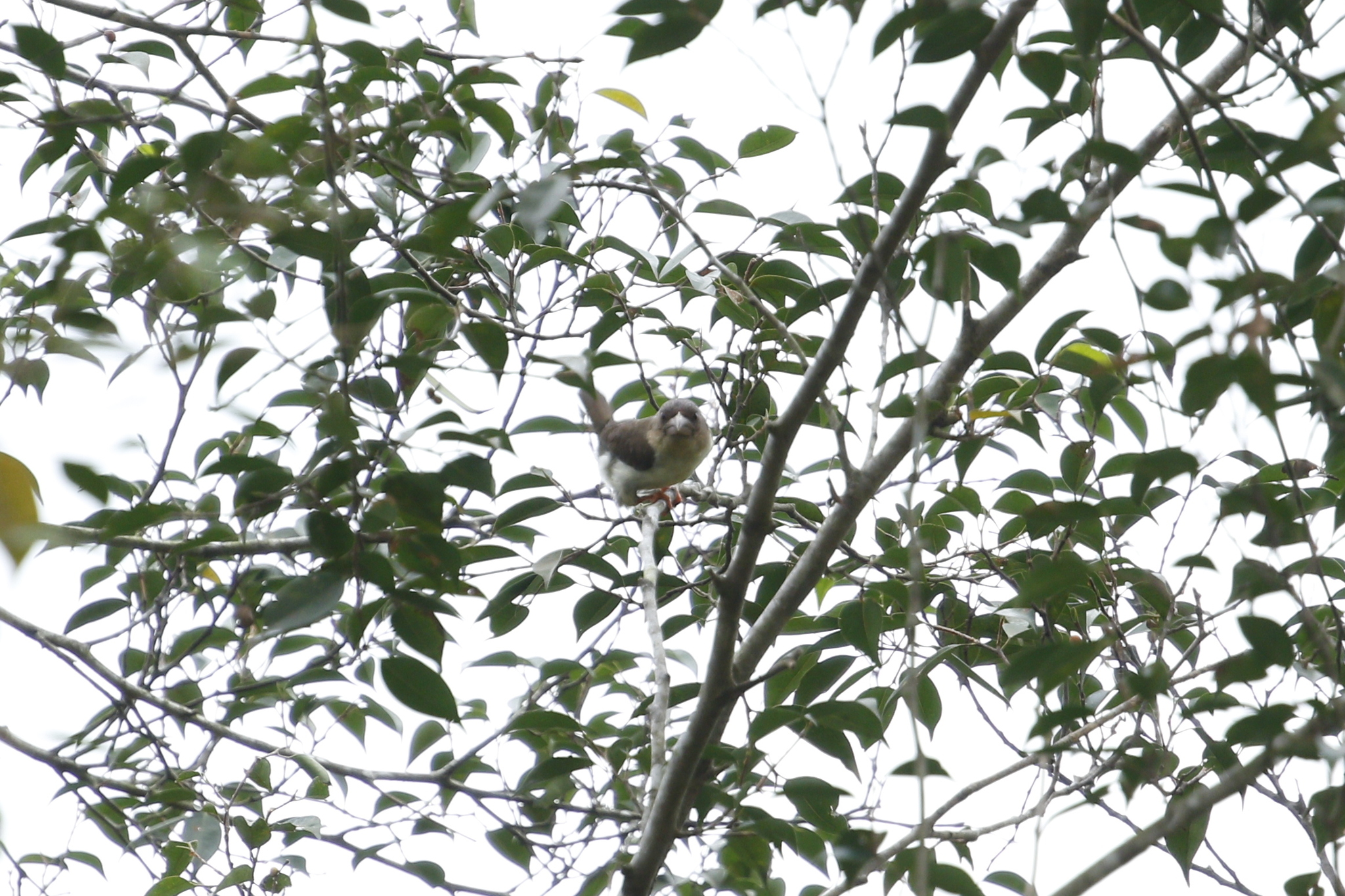 Sooty Barbet (Caloramphus hayii), photo 8