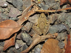 Minervarya andamanensis