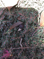 Euphorbia thymifolia