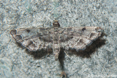 Sufetula