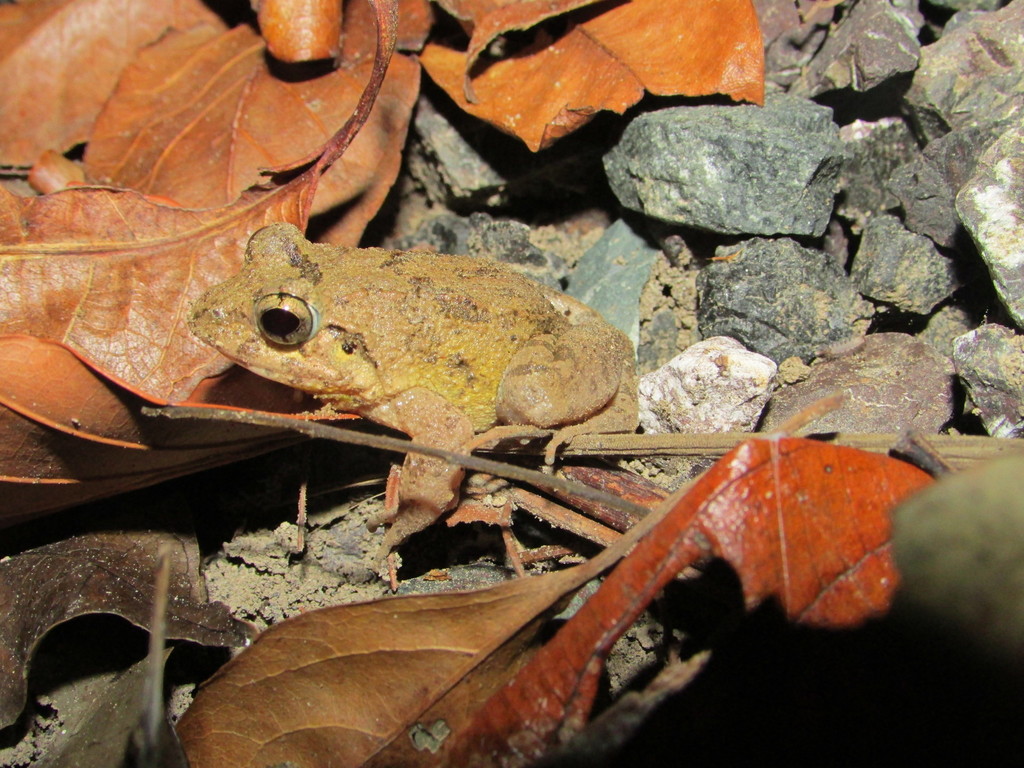 Andaman Wart Frog
