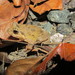 Andaman Frog - Photo (c) Ashwin Viswanathan, some rights reserved (CC BY), uploaded by Ashwin Viswanathan