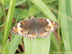 Junonia orithya ocyale