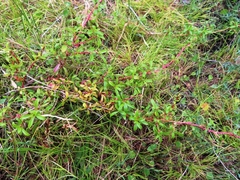 Cliffortia ferruginea