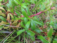 Cliffortia ferruginea