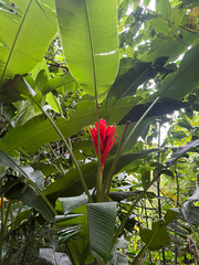 Scarlet banana (Musa coccinea)