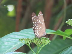 Euploea core