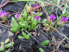 Disphyma dunsdonii