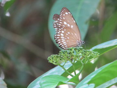 Euploea core