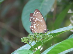 Euploea core
