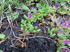 Disphyma dunsdonii