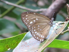 Euploea core